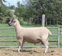 Sheep Trax Luther 383L